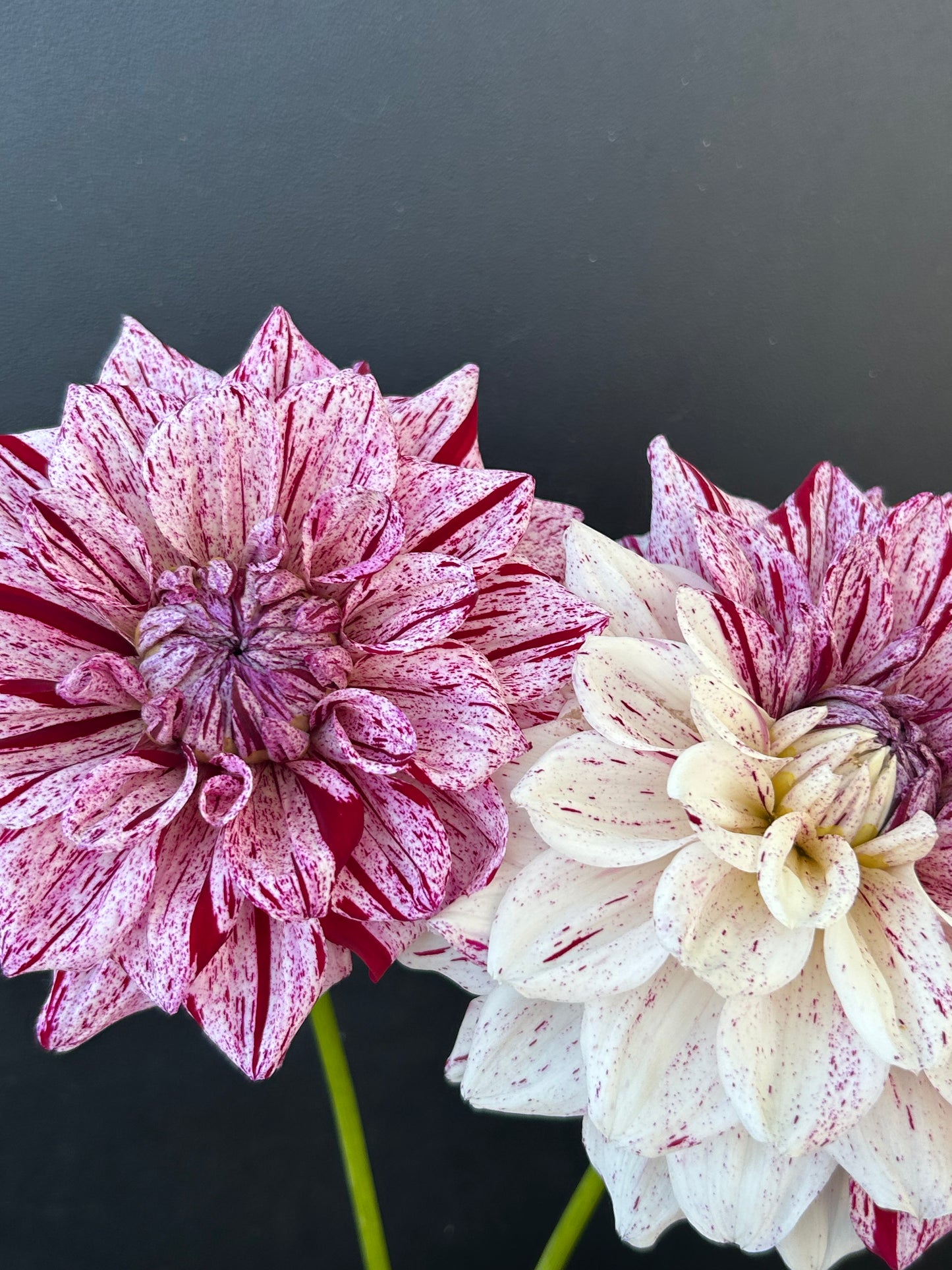 Dahlia Tuber: Fern Ridge Painted Lady