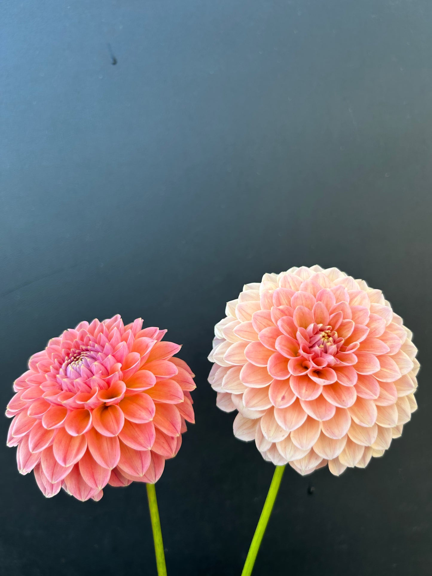 Dahlia Tuber: Nat G