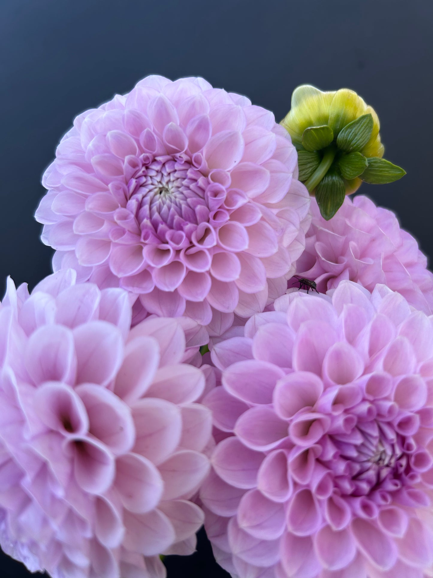 Dahlia Tuber: Megan Dean