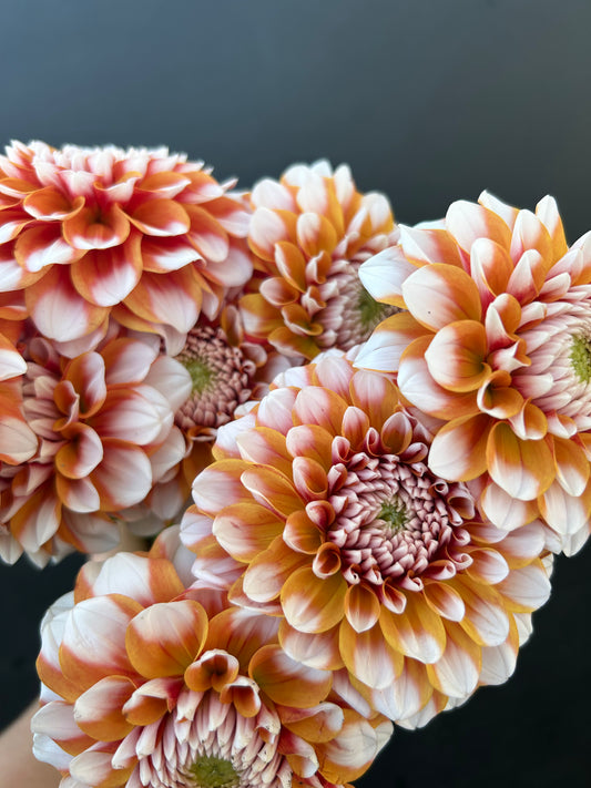 Dahlia Tuber: Tangerine Dream