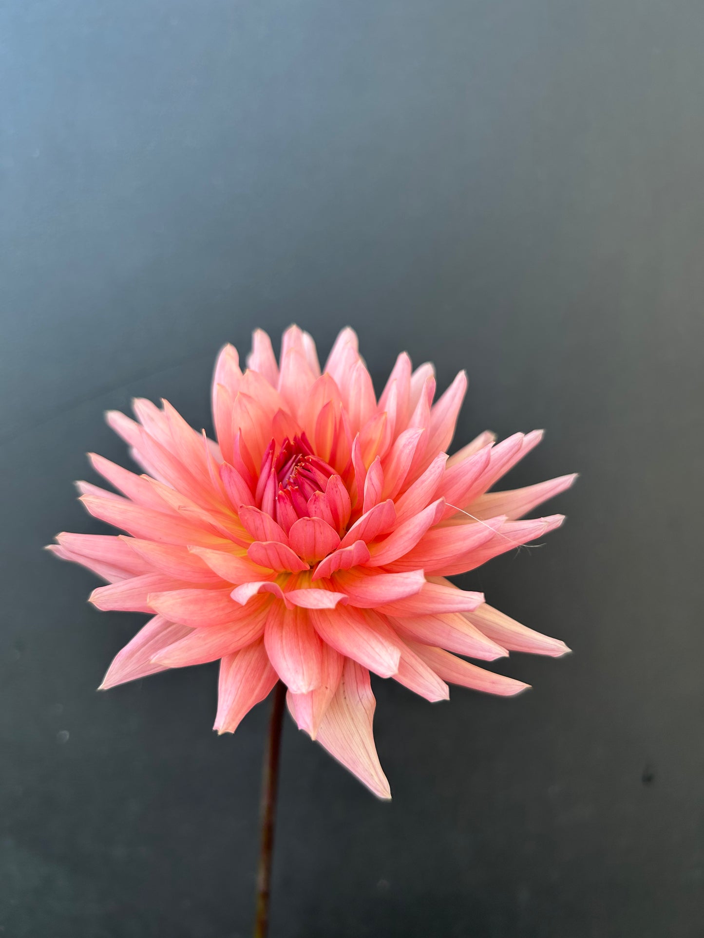 Dahlia Tuber: Preference