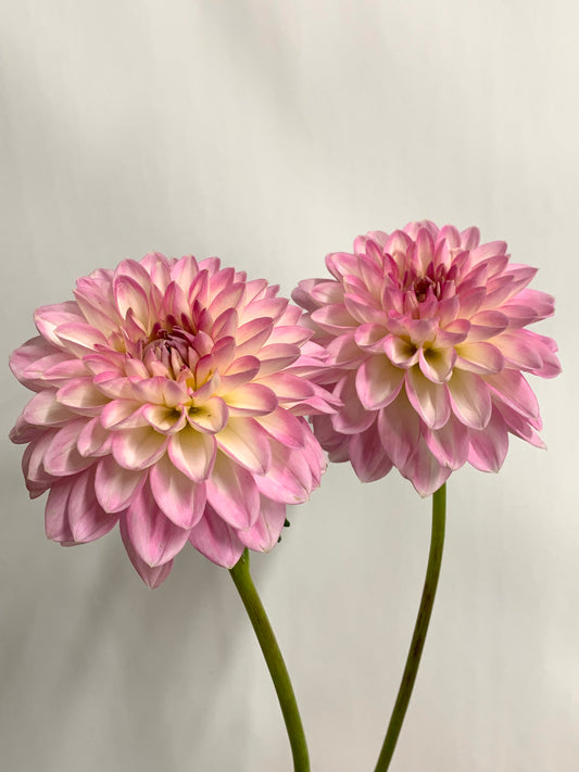 Dahlia Tuber: Arbatax