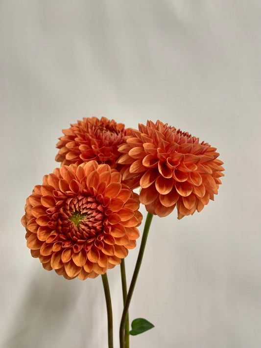 Dahlia Tuber: Beatrice