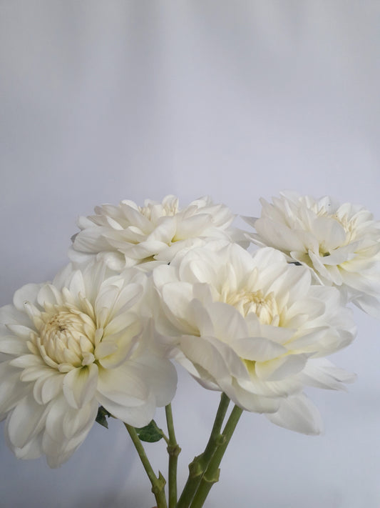 Dahlia Tuber: Bride to Be