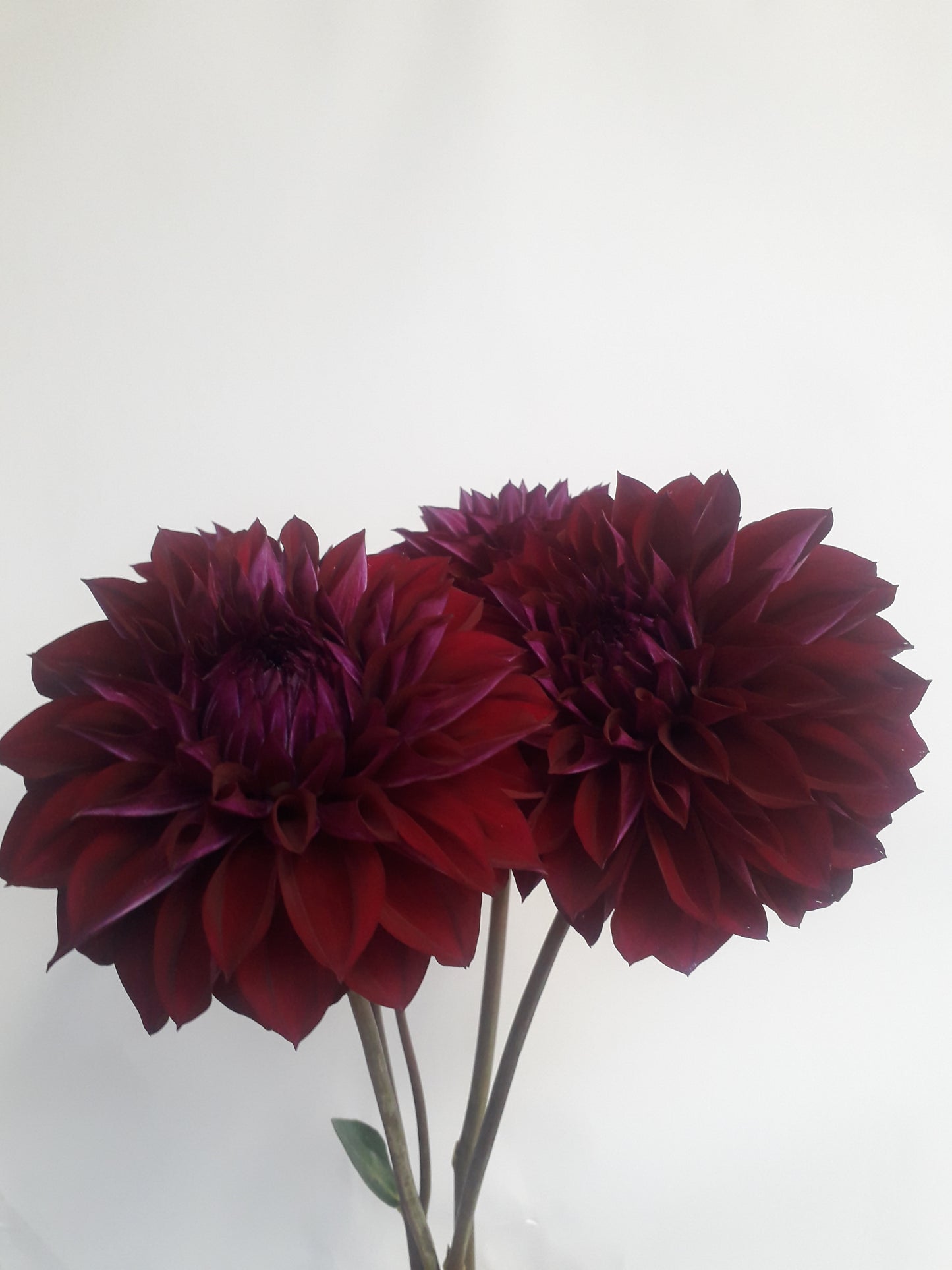 Dahlia Tuber: Diva
