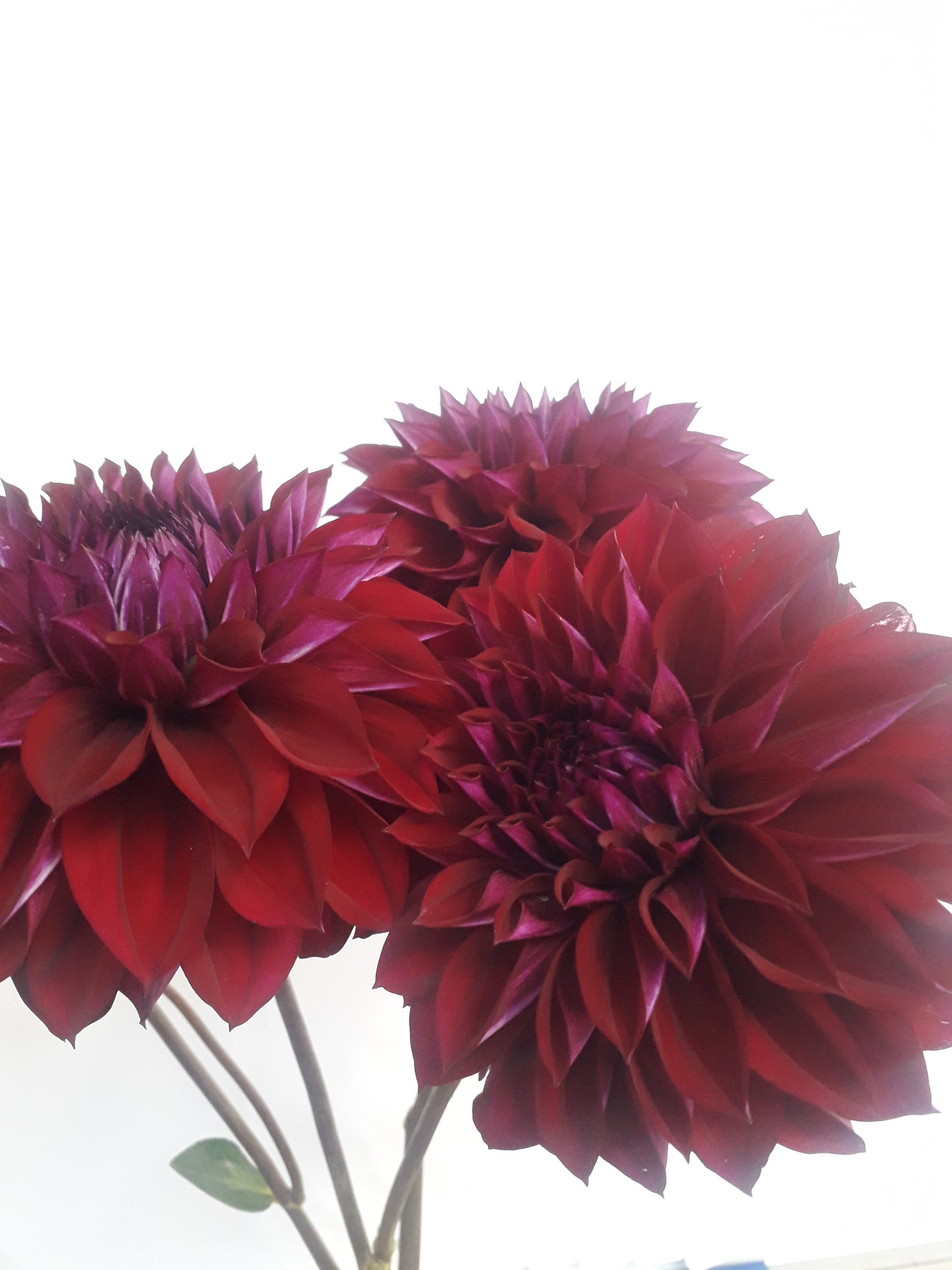 Dahlia Tuber: Diva