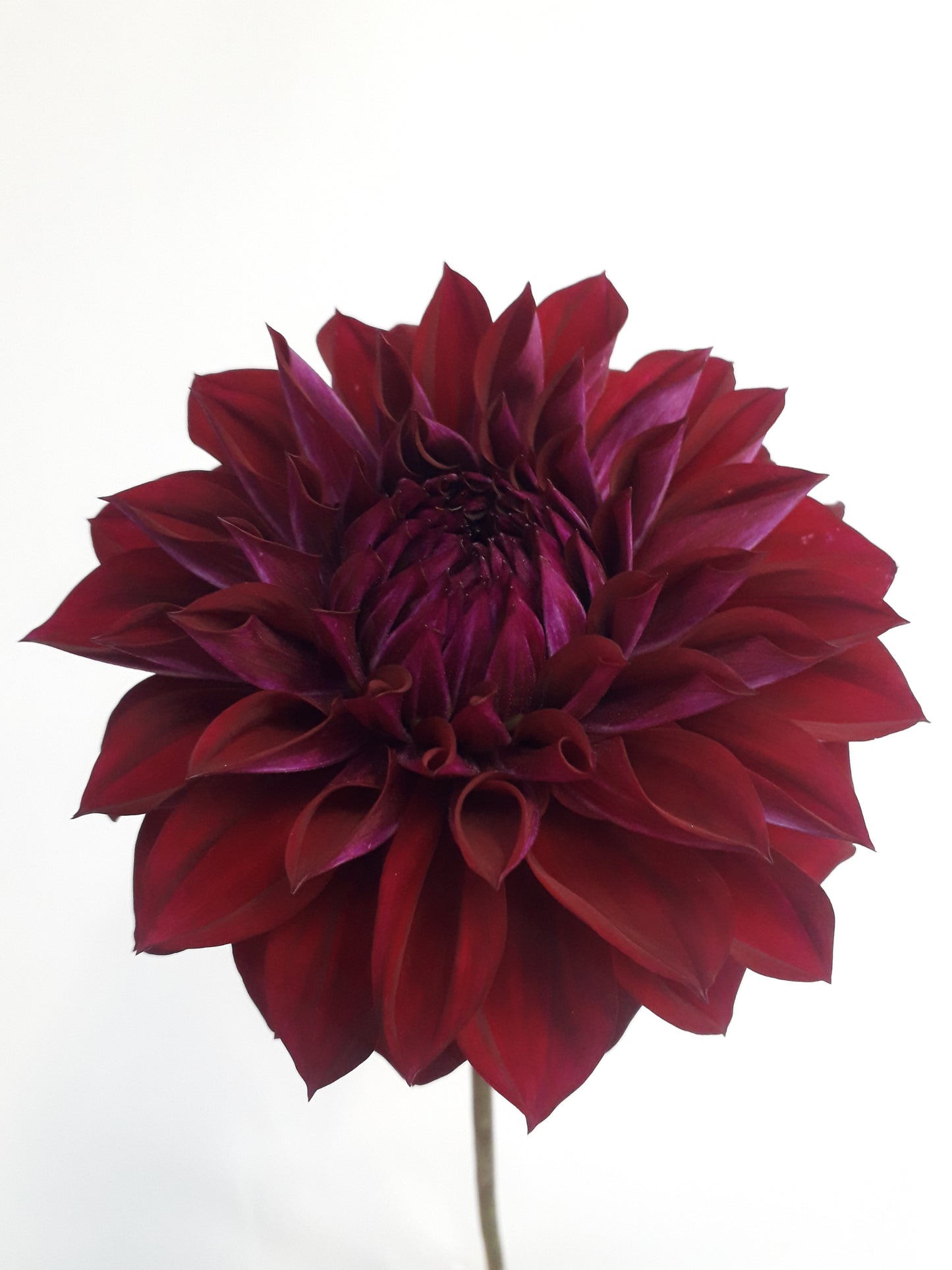 Dahlia Tuber: Diva