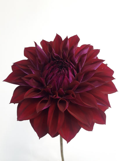 Dahlia Tuber: Diva