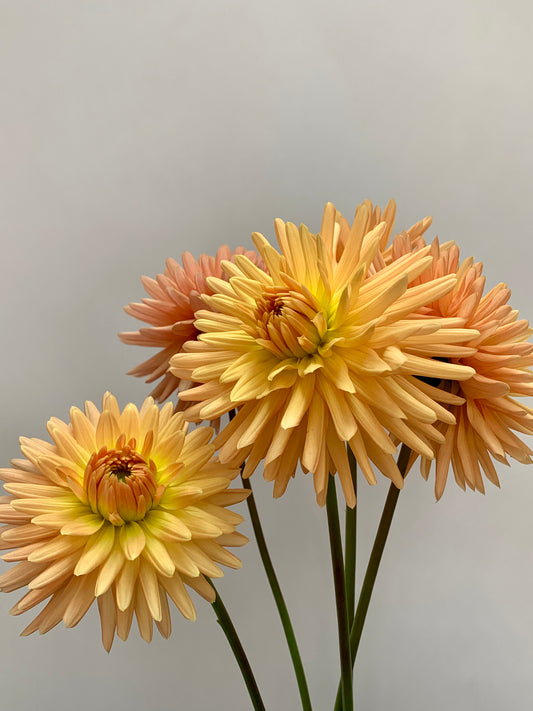 Dahlia Tuber: Embrace