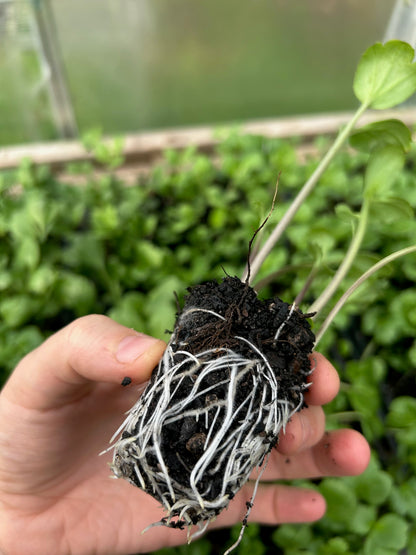 RANUNCULUS SEEDLINGS - 6 pack - SALMON