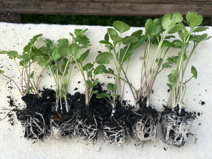 RANUNCULUS SEEDLINGS - 6 pack - SALMON