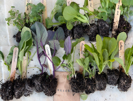 The Full Year Garden Subscription - FREE SHIPPING* - FIRST BOX November 2025