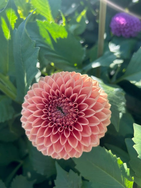 Dahlia Seeds - 50 Seeds