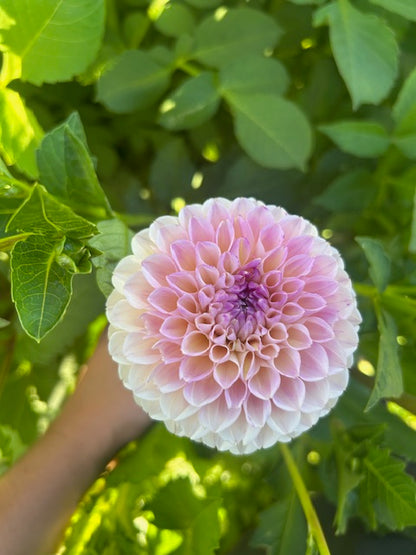 Dahlia Seeds - 50 Seeds