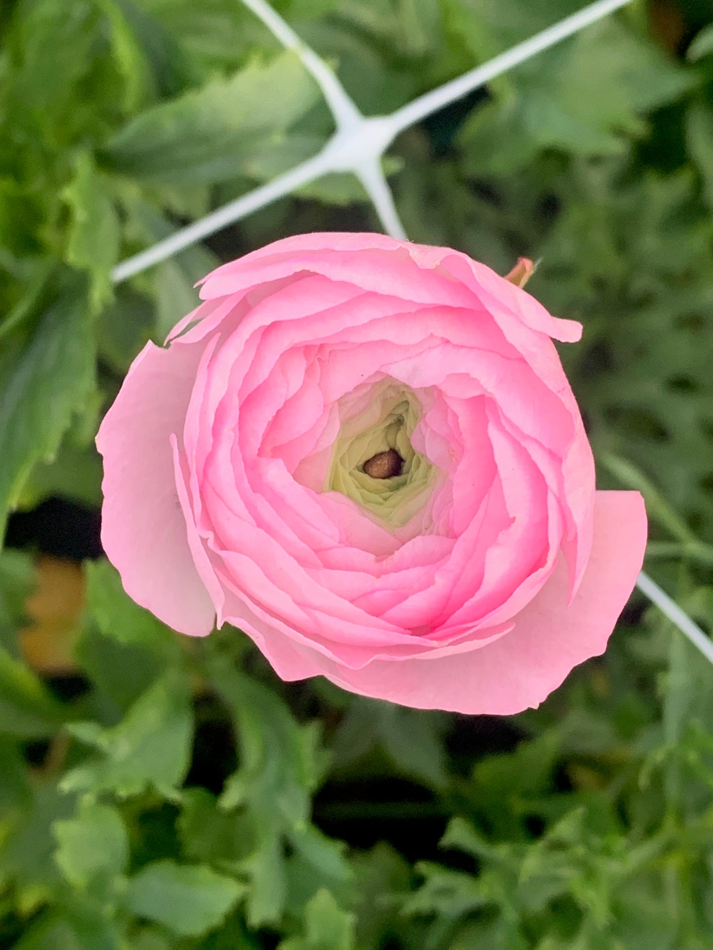 RANUNCULUS SEEDLINGS - 6 pack - MIX - WHITE AND PINK
