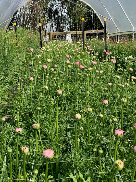 RANUNCULUS SEEDLINGS - 6 pack - MIX - SALMON and PINK
