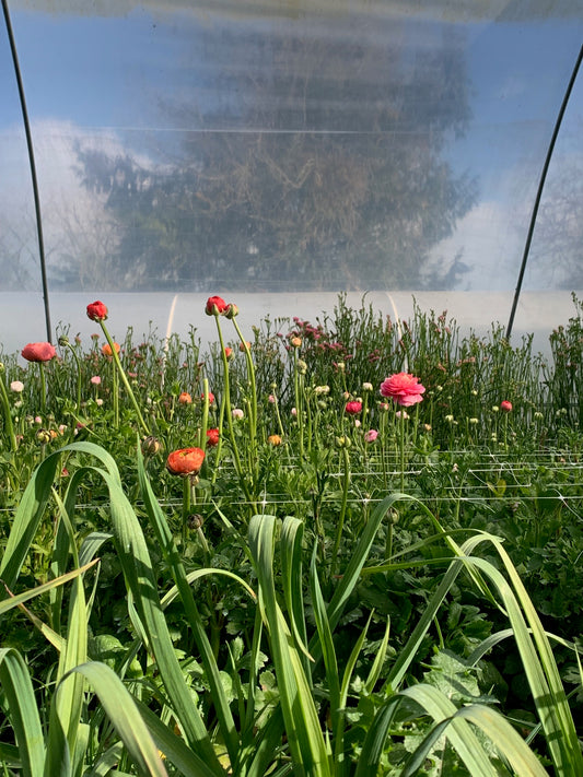 RANUNCULUS SEEDLINGS - 6 pack - SALMON