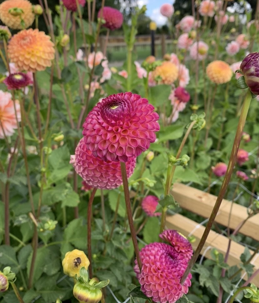 Dahlia Tuber: Burlesca