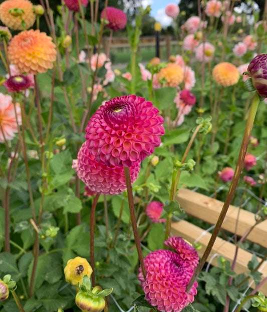 Dahlia Tuber: Burlesca