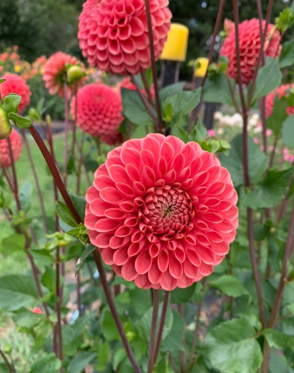 Dahlia Tuber: Jomanda