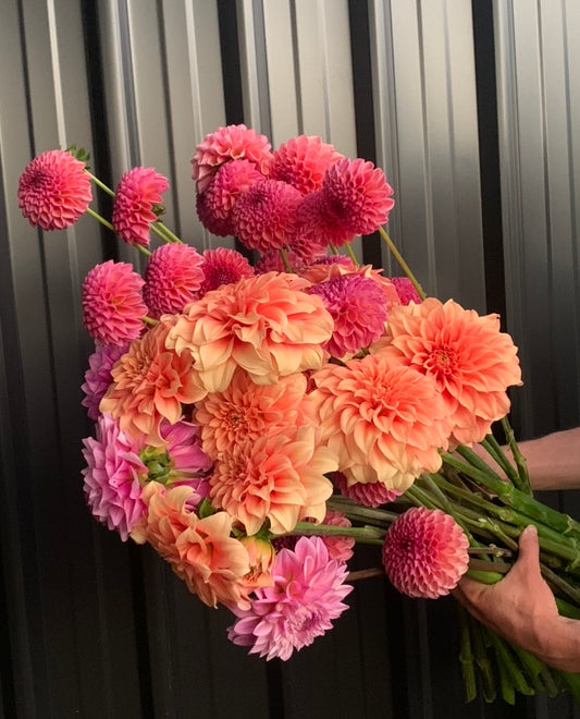 Dahlia Tuber: Lucky Dip