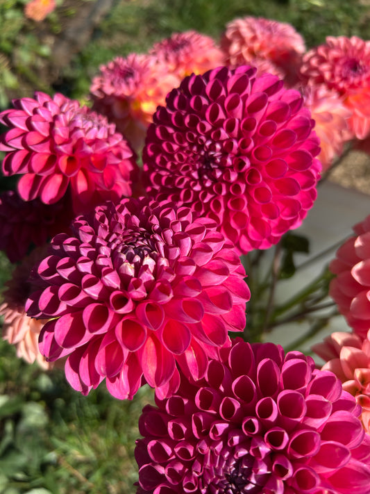 Dahlia Tuber: Jowey Frambo