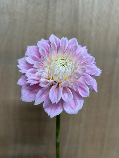 Dahlia Tuber: Sweet Love