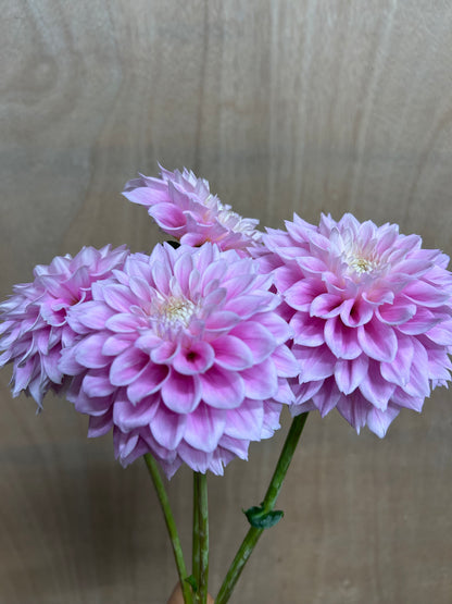 Dahlia Tuber: Sweet Love