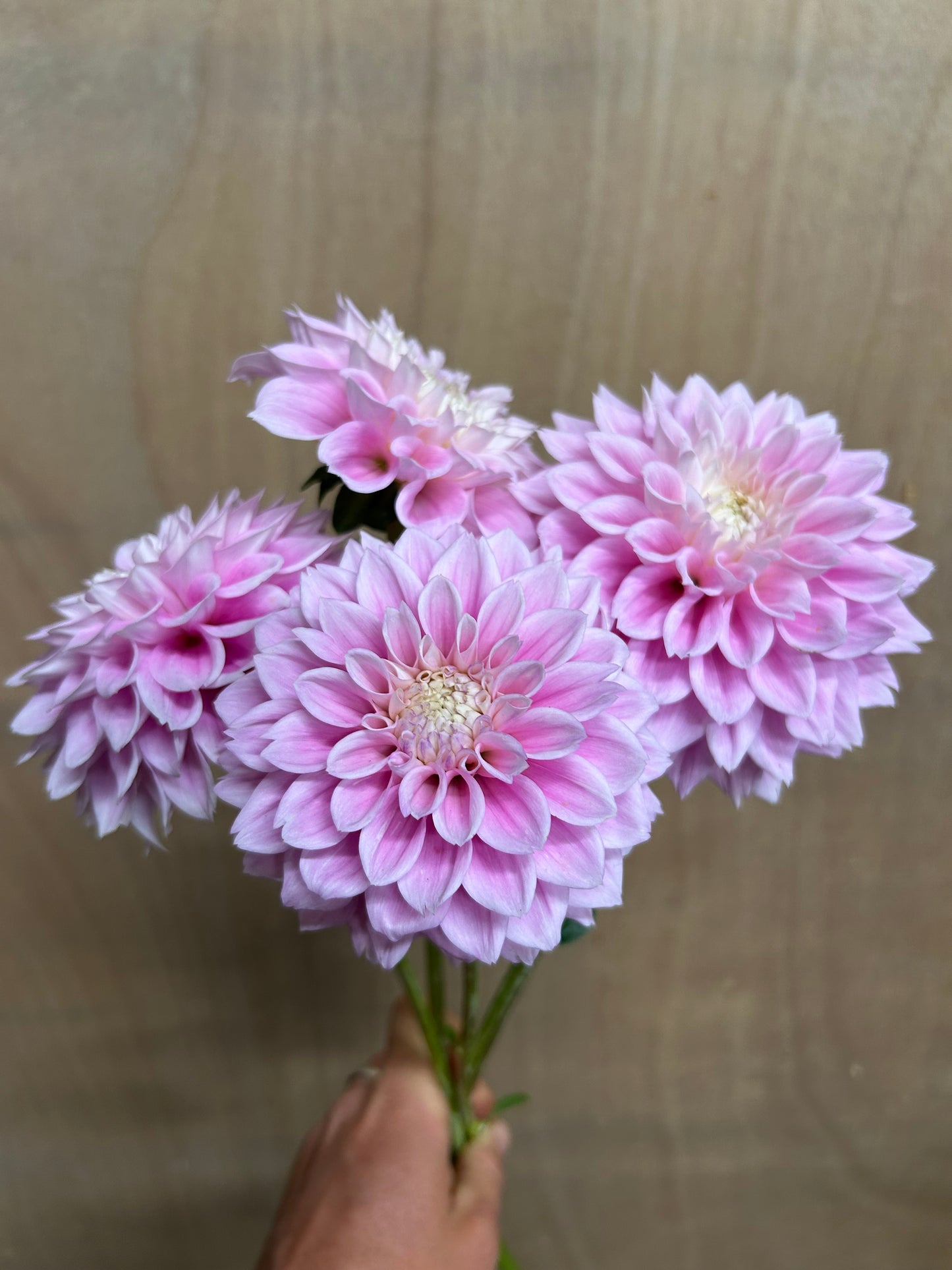 Dahlia Tuber: Sweet Love