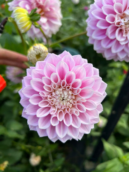 Dahlia Tuber: Sweet Love