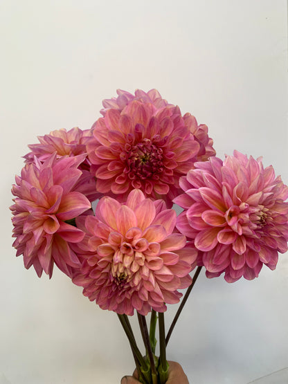 Dahlia Tuber: Kenora Lisa