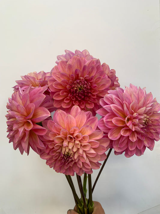 Dahlia Tuber: Kenora Lisa