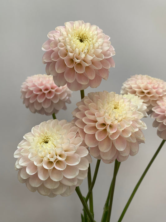 Dahlia Tuber: Light Wizard