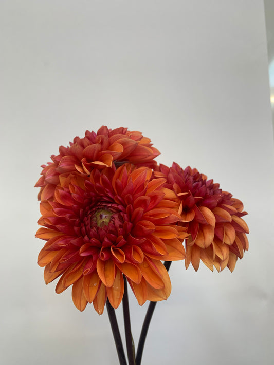 Dahlia Tuber: Love Of My Life
