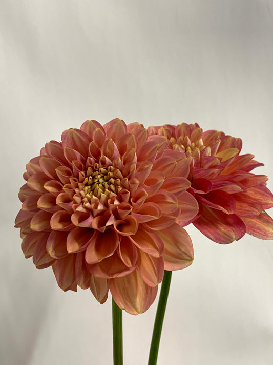 Dahlia Tuber: Milena Fleur