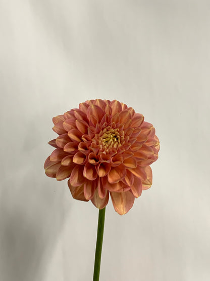 Dahlia Tuber: Milena Fleur