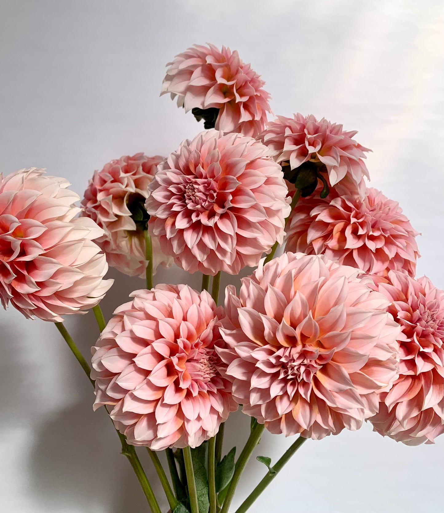 Dahlia Tuber: Peaches n Cream