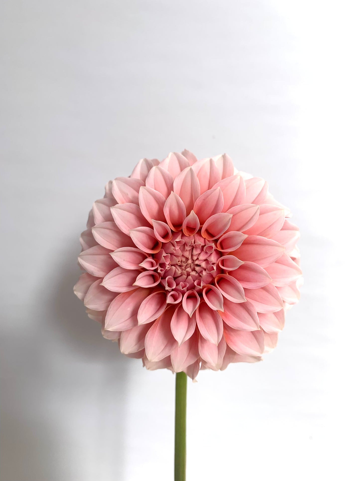 Dahlia Tuber: Peaches n Cream