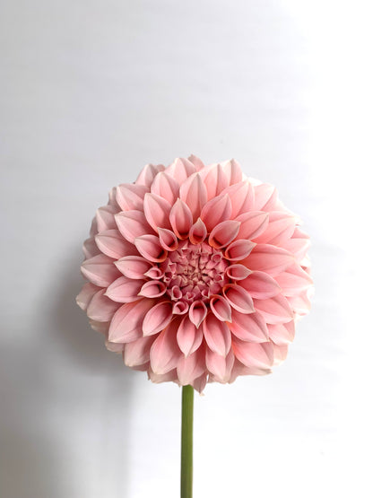 Dahlia Tuber: Peaches n Cream