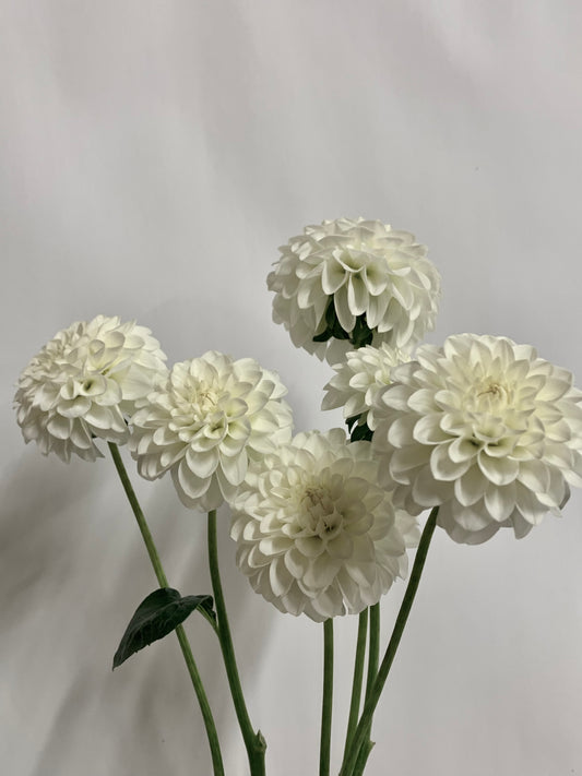 Dahlia Tuber: Petras Wedding