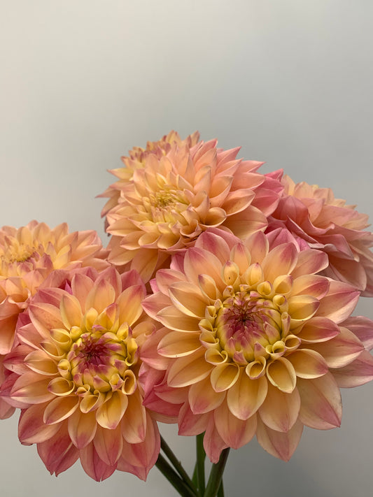 Dahlia Tuber: Princess Elizabeth