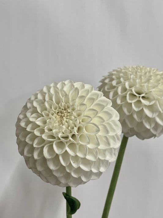 Dahlia Tuber: Ryecroft Jan