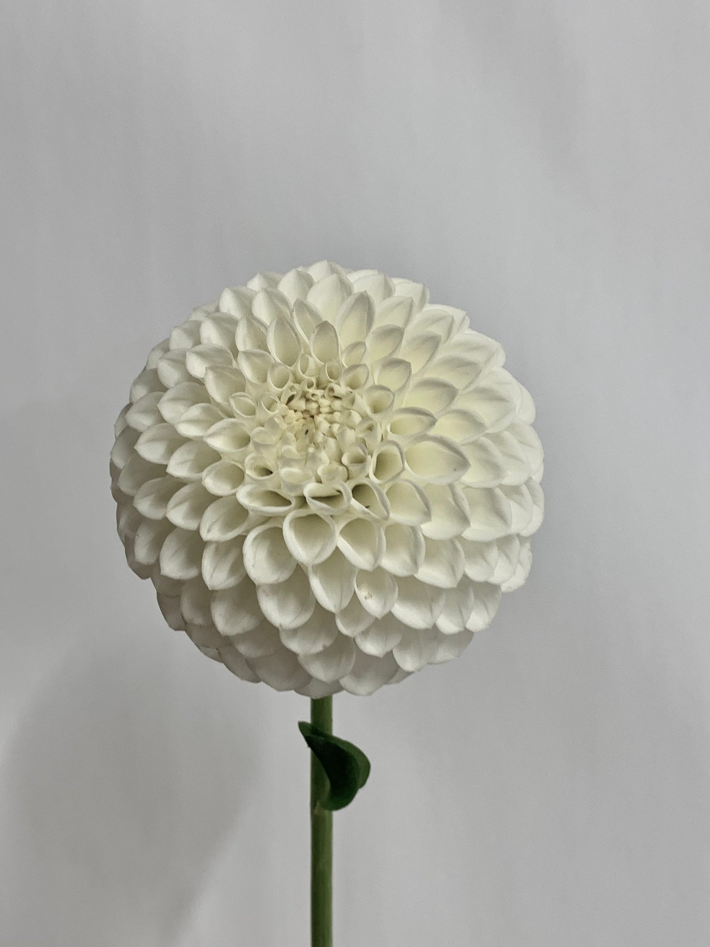 Dahlia Tuber: Ryecroft Jan