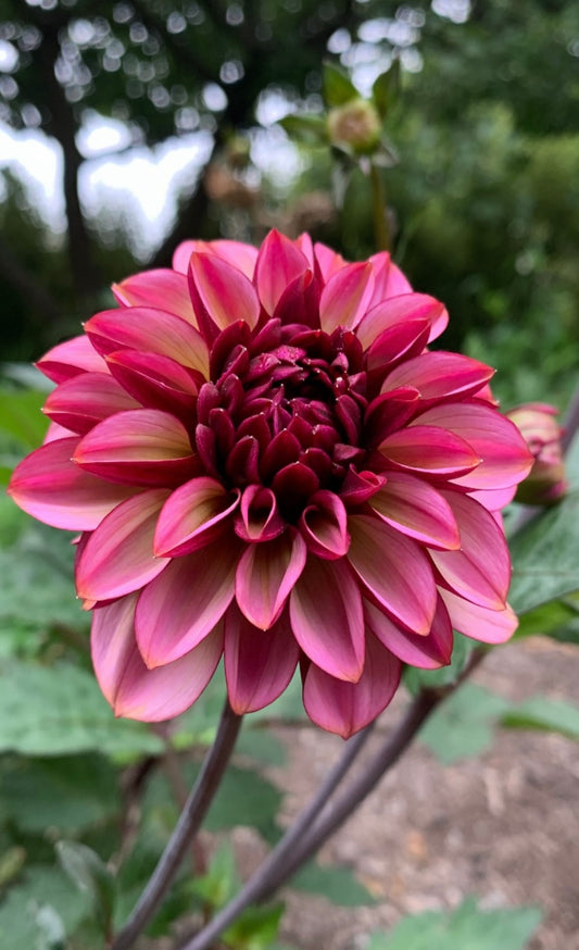 Dahlia Tuber: Seniors Hope