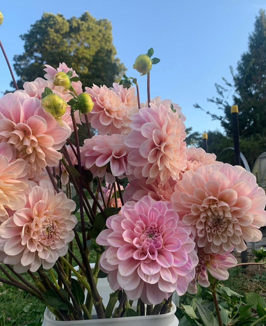 Dahlia Tuber: Sweet Nathalie