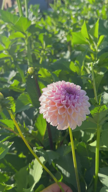 Dahlia Seeds - 50 Seeds