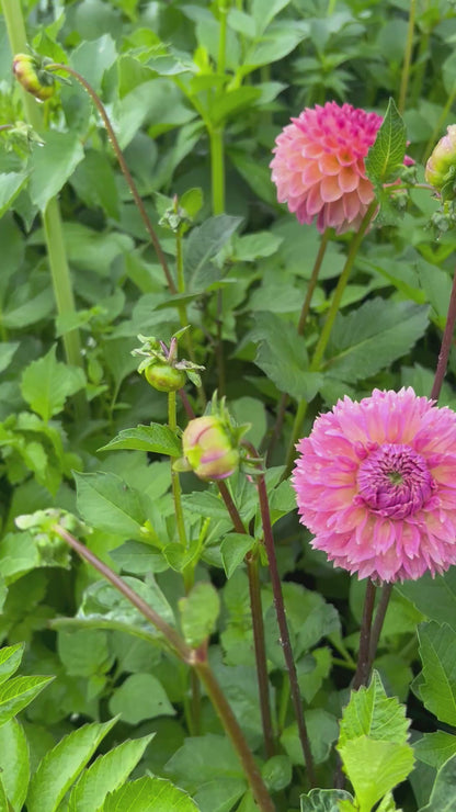 Dahlia Seeds - 50 Seeds