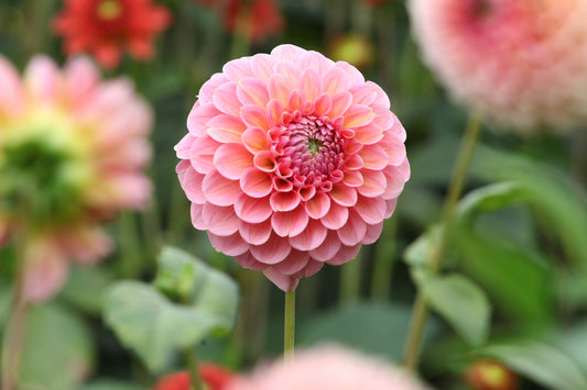 Special Dahlia Tuber Pack 4