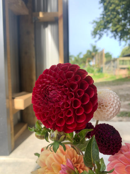 Dahlia Tuber: Cornel